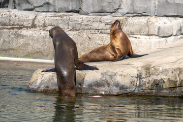 Otarie de Californie; zalophus californianus,