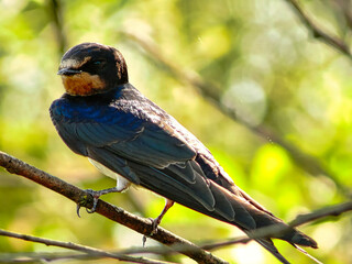 A blue bird is perched on a branch