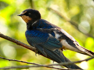 A blue bird is perched on a branch