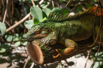 Iguane vert, iguana iguana