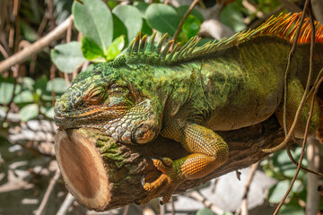 Iguane vert, iguana iguana