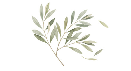 Fototapeta premium Watercolor Olive Branch with Green Leaves Transparent Background