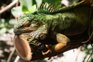 Iguane vert, iguana iguana