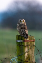 Hibou des marais, Hibou brachyote, Asio flammeus, Short eared Owl, region Pays de Loire; marais Breton; 85, Vendée, Loire Atlantique, France
