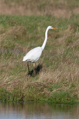 Grande Aigrette, Ardea alba, Great Egret