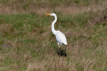 Grande Aigrette, Ardea alba, Great Egret