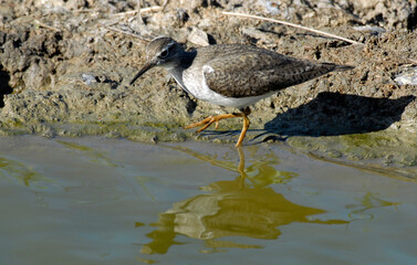 Chevalier sylvain,Tringa glareola, Wood Sandpiper