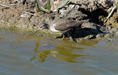Chevalier sylvain,Tringa glareola, Wood Sandpiper