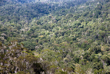 for&ecirc;t primaire tropicale, Parc National Andasib&eacute; Mantadia, Madagascar