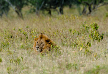 lion, male, Panthera Leo, Tanzanie