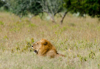Naklejka premium lion, male, Panthera Leo, Tanzanie