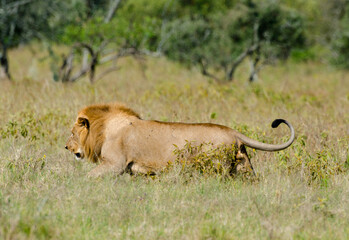 lion, male, Panthera Leo, Tanzanie