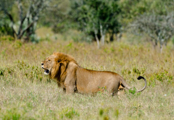 lion, male, Panthera Leo, Tanzanie