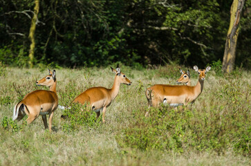 impala, Aepyceros melampus, Afrique de l'Est