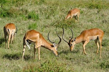 impala, male, combat, Aepyceros melampus, Afrique de l'Est