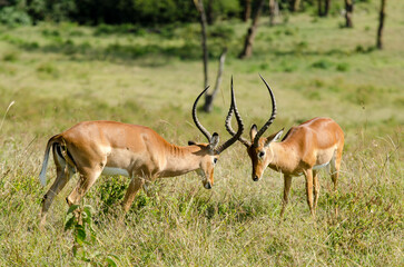 impala, male, combat, Aepyceros melampus, Afrique de l'Est