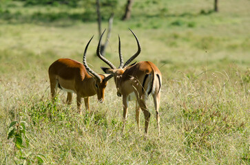 impala, male, combat, Aepyceros melampus, Afrique de l'Est