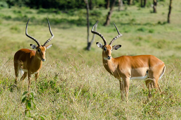 Naklejka premium impala, male, combat, Aepyceros melampus, Afrique de l'Est