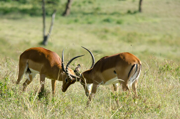 impala, male, combat, Aepyceros melampus, Afrique de l'Est