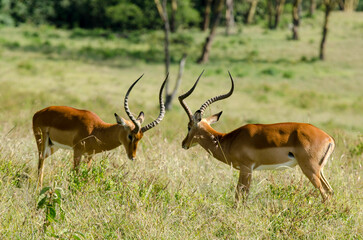 impala, male, combat, Aepyceros melampus, Afrique de l'Est