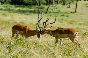 impala, male, combat, Aepyceros melampus, Afrique de l'Est
