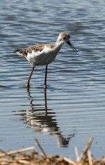 Echasse blanche, jeune , Himantopus himantopus, Black winged Stilt,