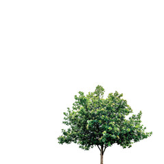 Fototapeta premium Isolated tree against a dark background