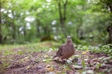 Wild Oriental Turtle Dove (Streptopelia orientalis) on the forest floor in Japan. 