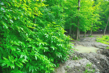 Green forest landscape. Beautiful view