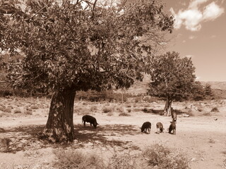 Wildlebende Wildschweine in Korsika, Frankreich, Europa, in Sepia - 3