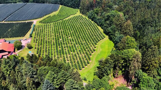 Flying closer to the rows of plants growing in the farmlands. Thick pine tree woods surround the fields.