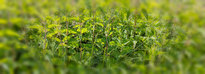 Foliage nettles background image - vignette blur