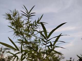 Close-up of bamboo leaves against a serene morning sky, with several leaves with morning dew. Natural tropical foliage background with soft light and selective focus