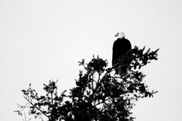 Bald Eagle in a tree branch overlooking the crowd