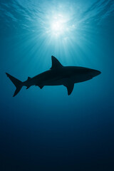 Naklejka premium shark in the sea