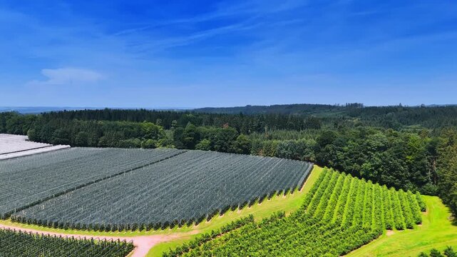 Fields with different agricultural plants growing in rows. Pine tree woods surround the farmlands. Aerial view.