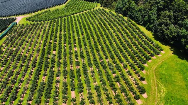 Rows of bushes grow in the farmlands under the bright summer sun. Thick wood surround the agricultural field.