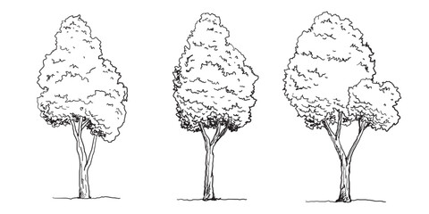 Hand-drawn Trees Vector Set – Vintage Forest Tree Sketches in Black and White.