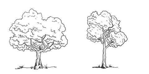 Hand-drawn Trees Vector Set – Vintage Forest Tree Sketches in Black and White.