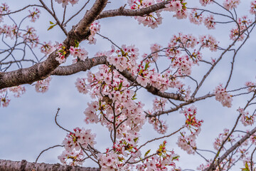 Spring at Himeji, Japan, South East Asia