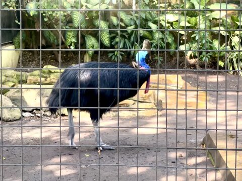 Beautiful Cassowary (kasuari) in a cage of a zoo in the morning, an endemic animal from Papua Indonesia