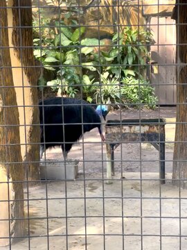 Beautiful Cassowary (kasuari) in a cage of a zoo in the morning, an endemic animal from Papua Indonesia