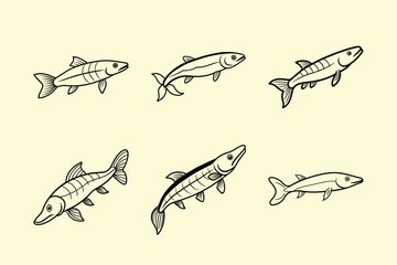 Florida Gar, aquarium fish line art illustration