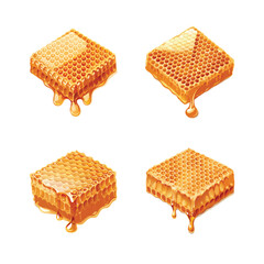 vector realistic honeycomb slice with liquid honey 