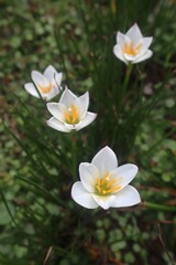 Beautiful Mini White Flower Plants In The Yard