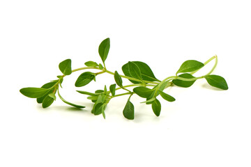 Thyme Branch, Thymus vulgaris, isolated on white background