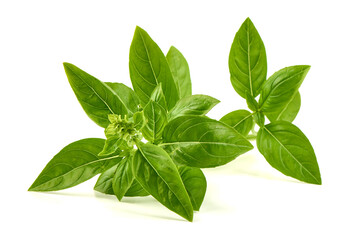 Basil Leaves, Ocimum basilicum, isolated on white background
