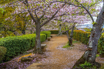 Fototapeta premium Spring at Himeji, Japan, South East Asia