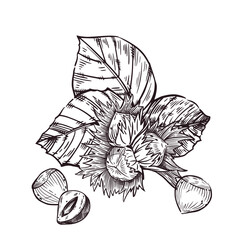 Hazelnuts, hazelnuts, hazelnuts, whole nuts and nuts with leaves, half a nut. All objects are hand-drawn with ink. Vector illustration for printing on packaging of goods, tableware, kitchen textiles.
