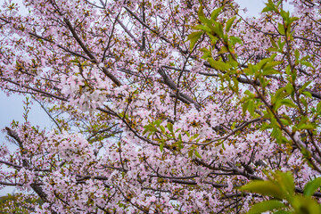 Spring at Himeji, Japan, South East Asia